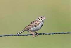 Baird's Sparrow