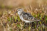 Baird's Sandpiper