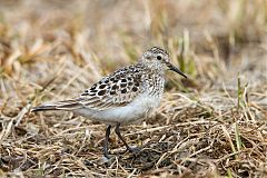 Baird's Sandpiper