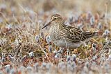 Pectoral Sandpiper