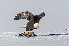 Bald Eagle