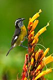 Bananaquit