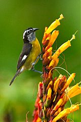 Bananaquit