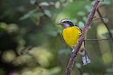 Bananaquit