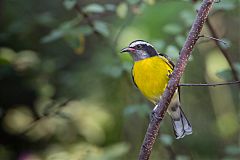 Bananaquit