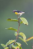 Bananaquit