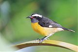 Bananaquitborder=