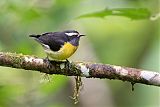 Bananaquitborder=