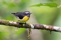 Bananaquit