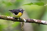 Bananaquitborder=