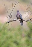 Band-tailed Pigeonborder=
