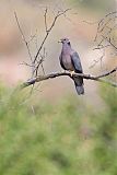 Band-tailed Pigeon