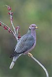 Band-tailed Pigeon