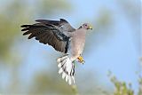 Band-tailed Pigeon