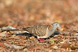 Bar-shouldered Dove