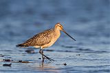 Bar-tailed Godwit