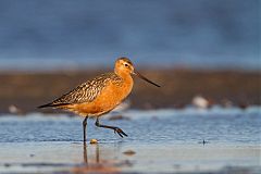 Bar-tailed Godwit