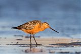 Bar-tailed Godwit