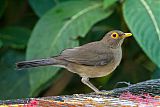 Spectacled Thrush