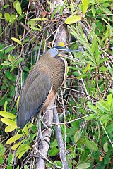 Bare-throated Tiger-Heron