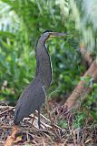 Bare-throated Tiger-Heron