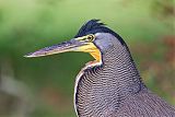 Bare-throated Tiger-Heron