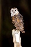 Barn Owl