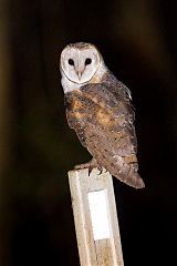 Eastern Barn Owl