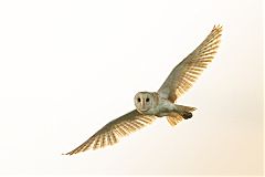 American Barn Owl