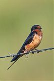 Barn Swallow