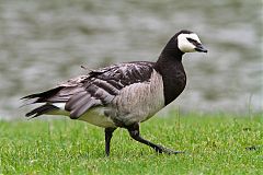 Barnacle Goose