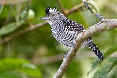 Barred Antshrike