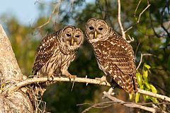 Barred Owl