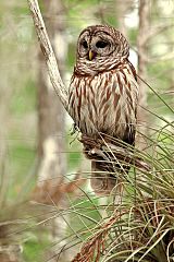 Barred Owl