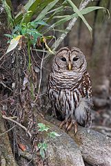 Barred Owl