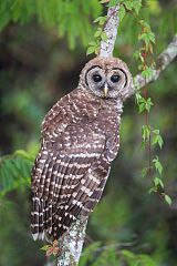 Barred Owl