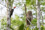 Barred Owlborder=