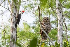 Barred Owl