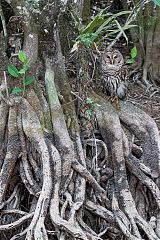 Barred Owl