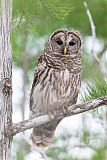 Barred Owl