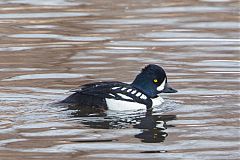 Barrow's Goldeneye