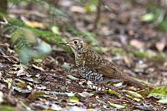 Bassian Thrush