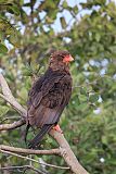 Bateleur