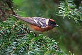 Bay-breasted Warblerborder=