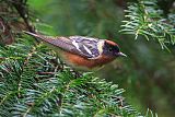 Bay-breasted Warbler