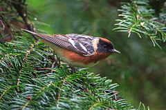 Bay-breasted Warbler