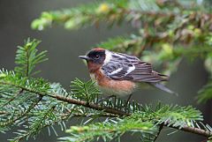 Bay-breasted Warbler