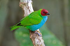 Bay-headed Tanager