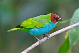 Bay-headed Tanager