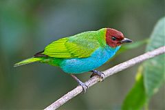 Bay-headed Tanager